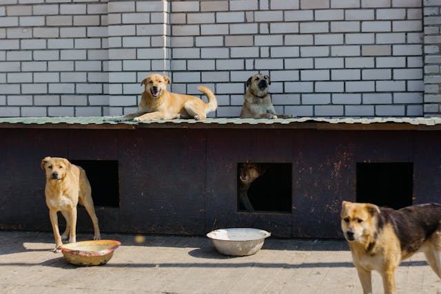 dog kennel