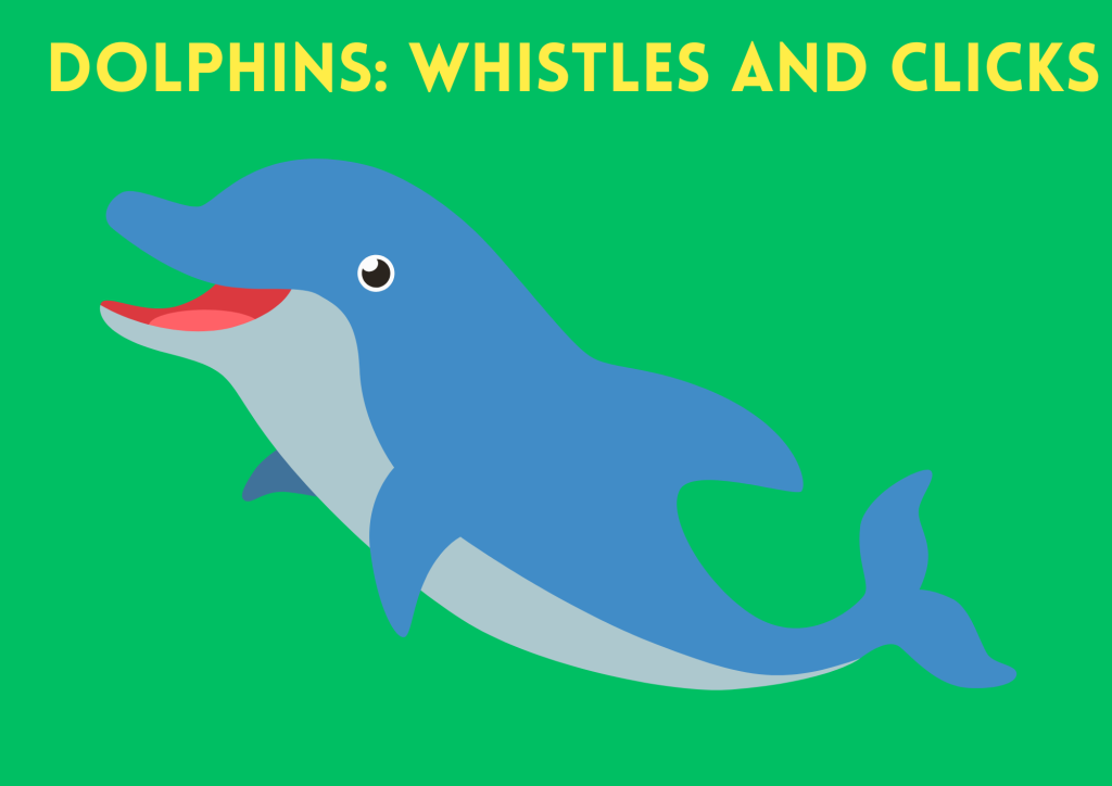 dolphin whistles