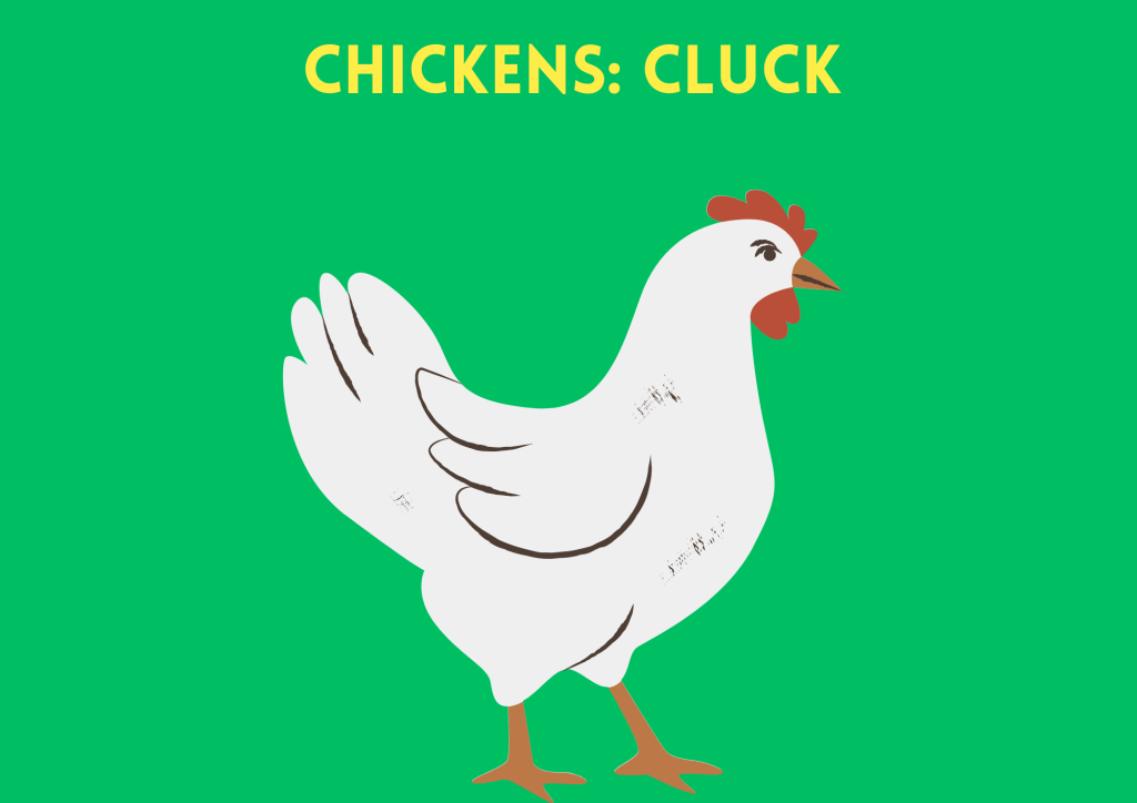 chickens sound