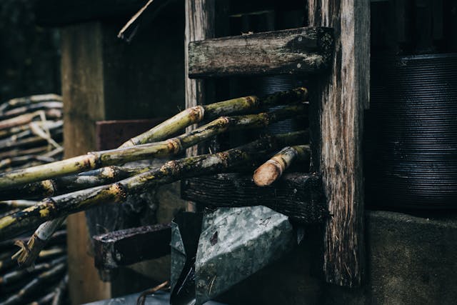 sugarcane